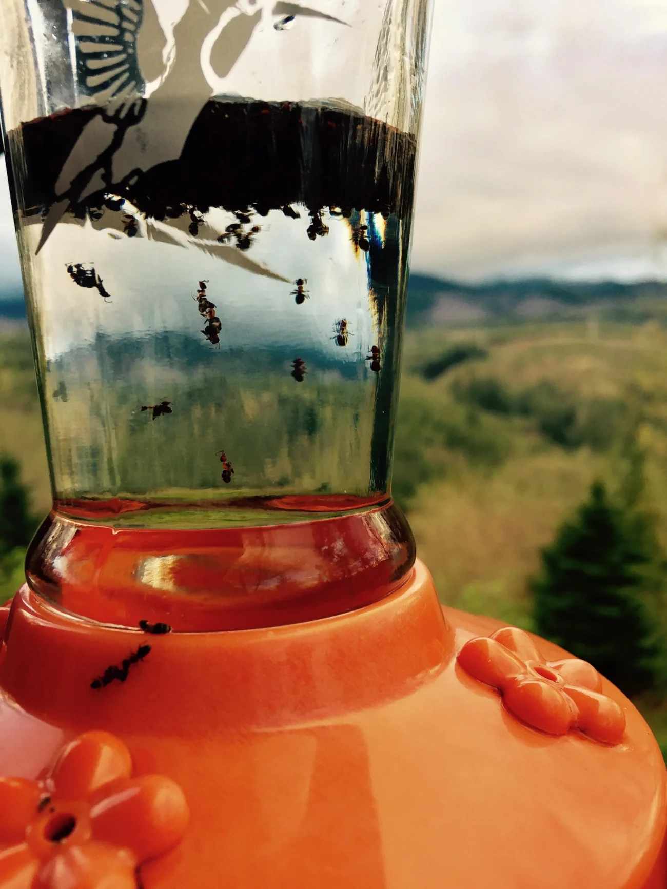 ant trail