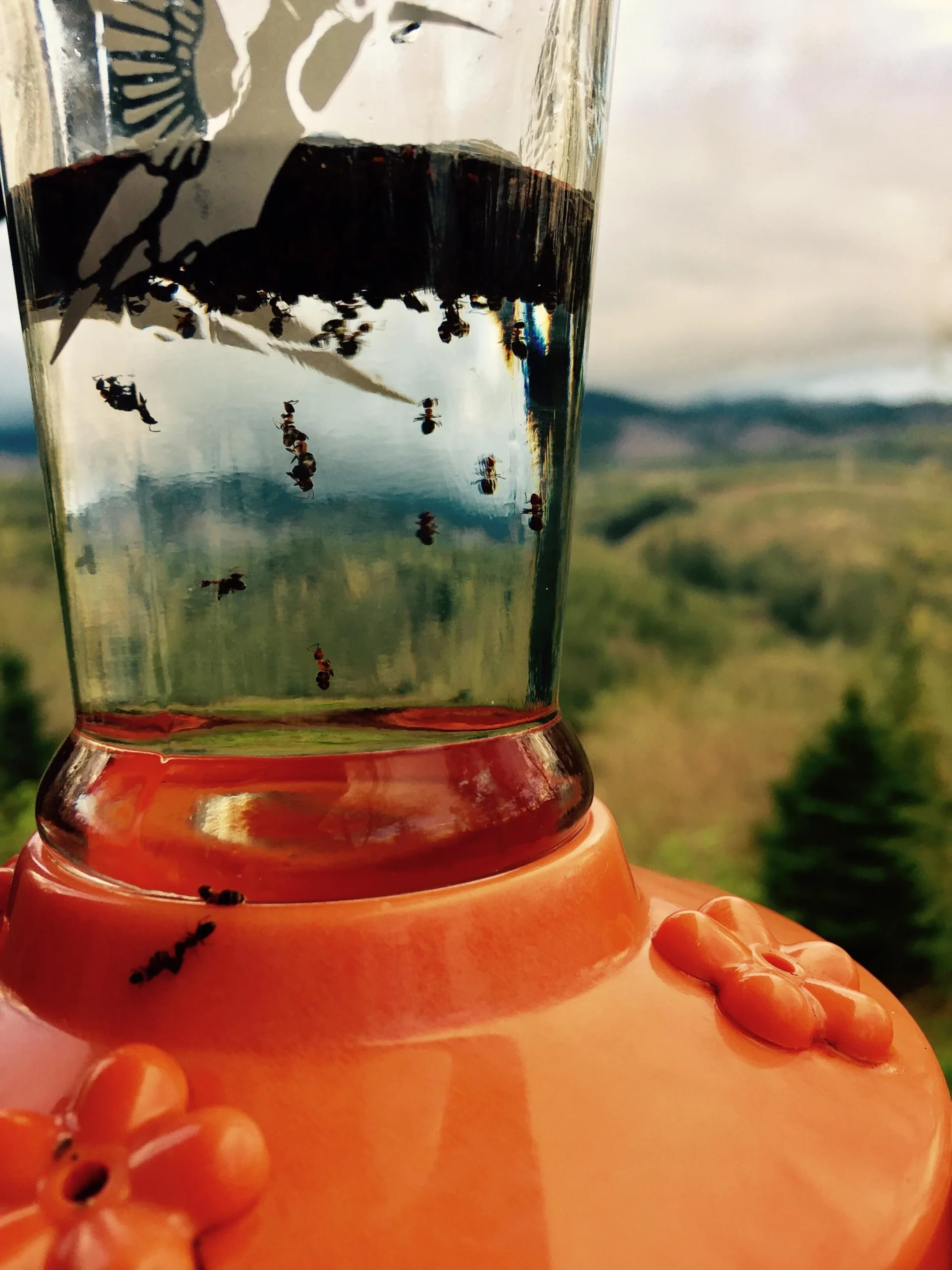 ant trail