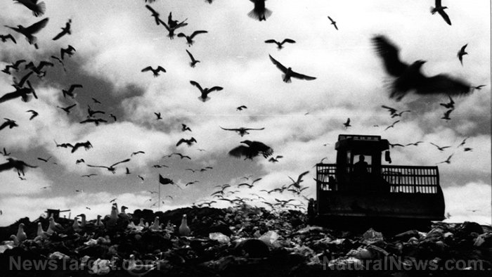 bird die-off