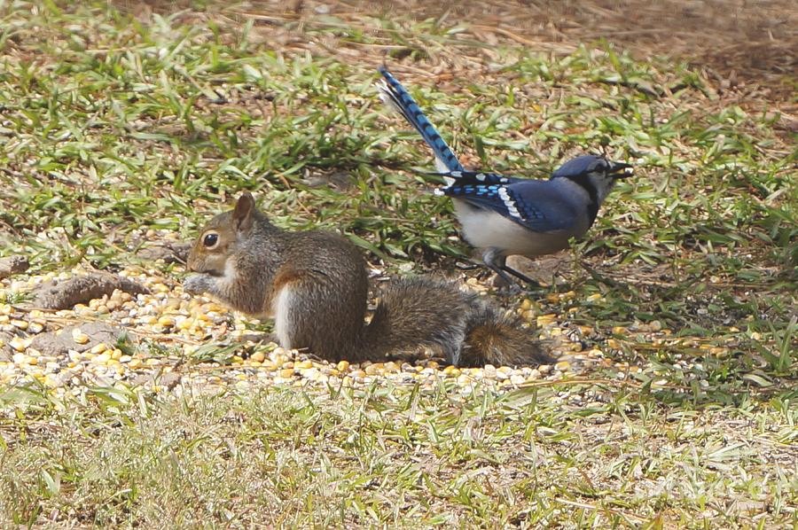 bird mobbing behavior