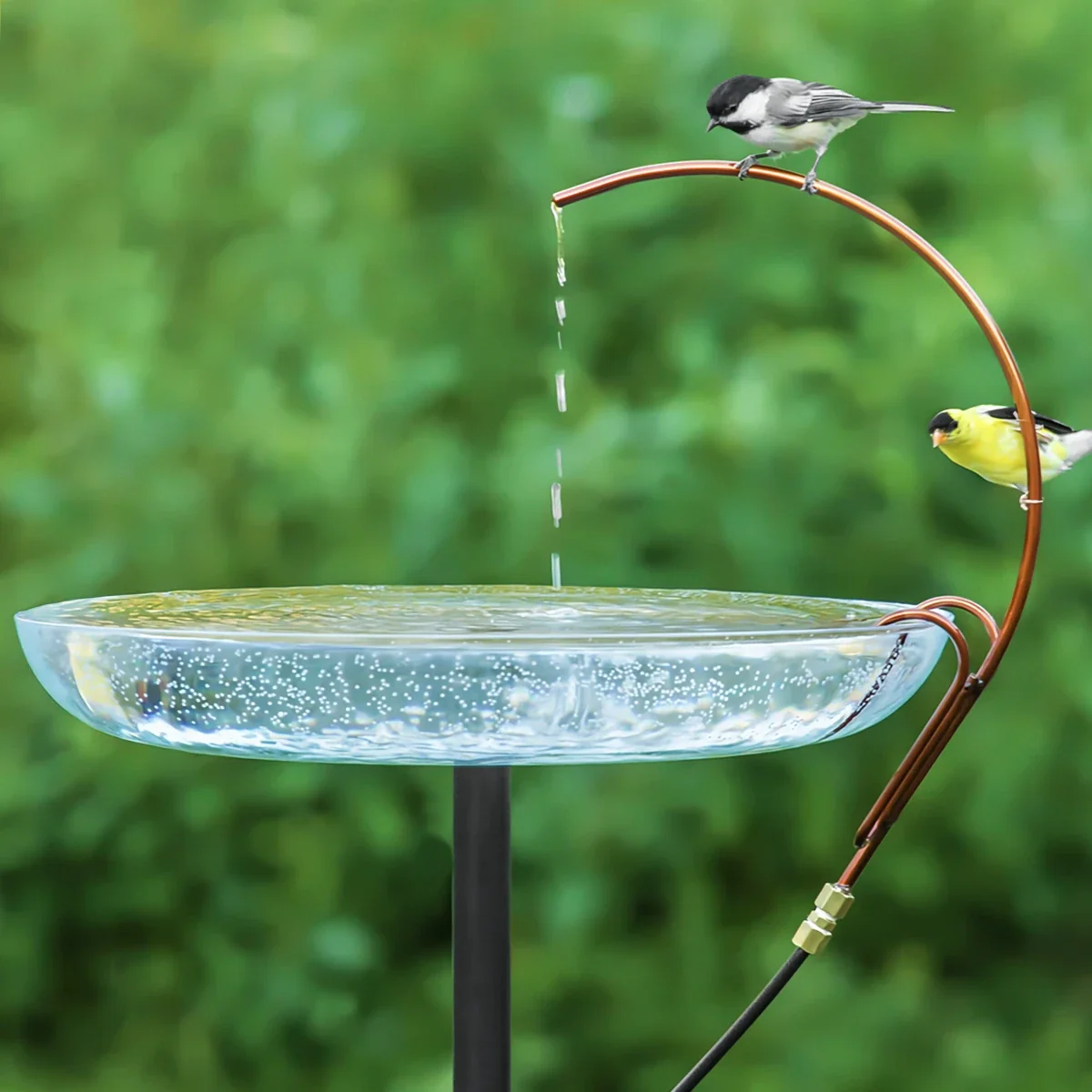 birdbath