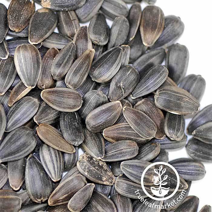 black oil sunflower seed