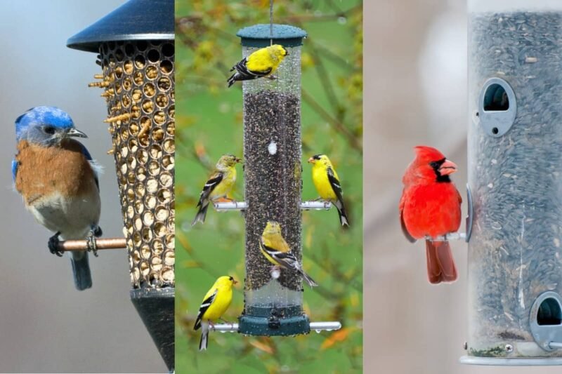 Common Backyard Birds in the USA