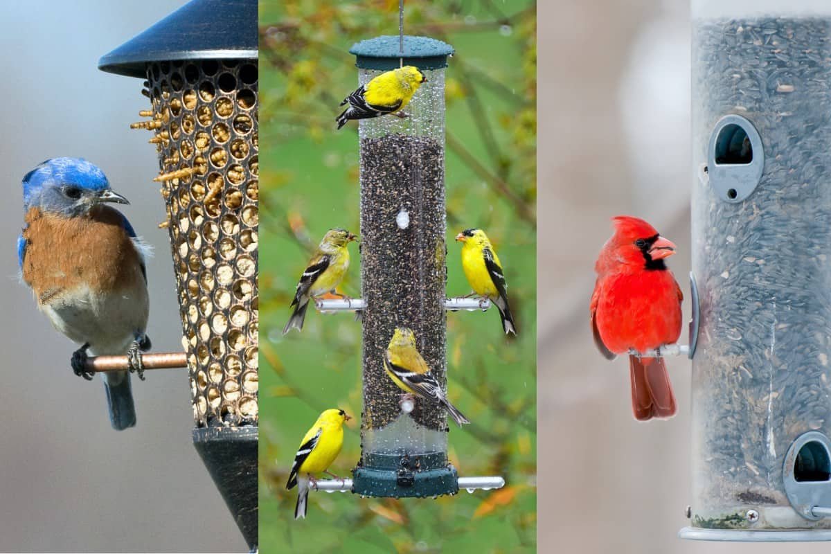 Common Backyard Birds in the USA