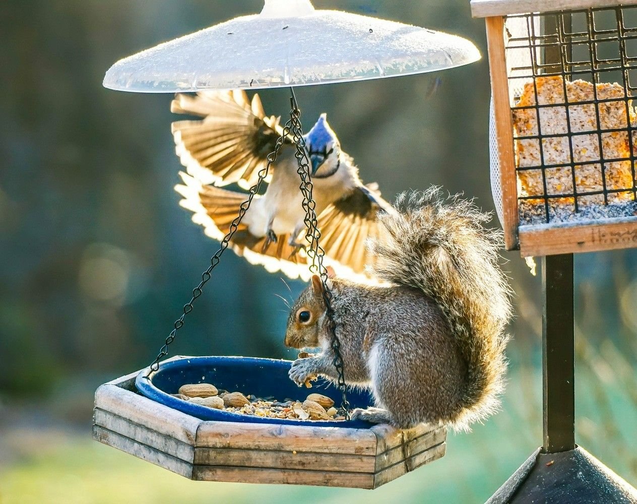 do squirrels and birds get along