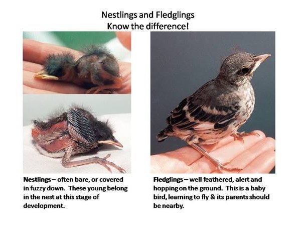 fledglings