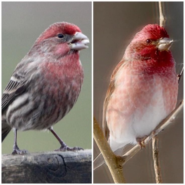 House Finch vs. Purple Finch
