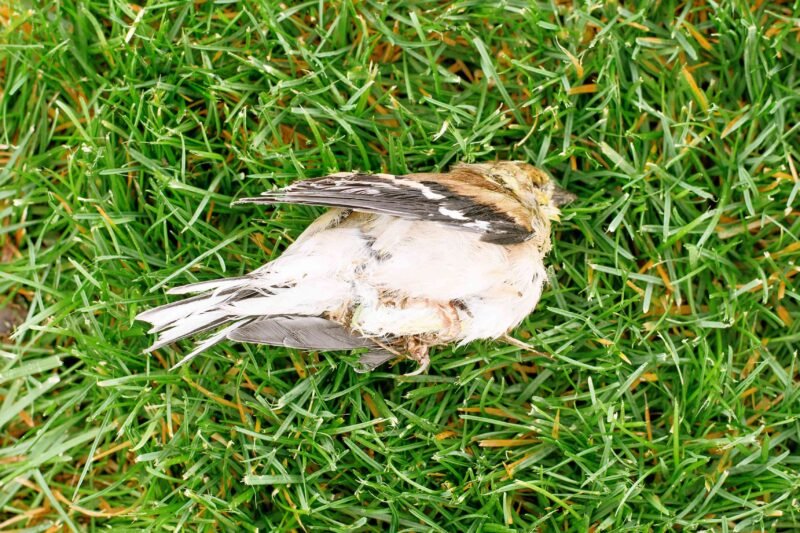How to Dispose of a Dead Bird Safely: Step-by-Step Guide