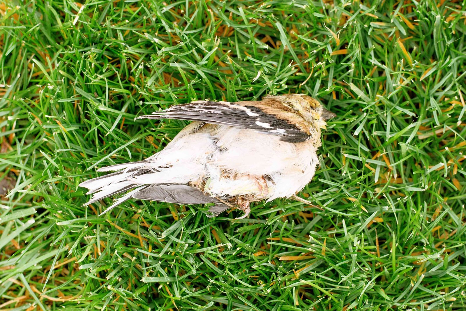how to dispose of a dead bird