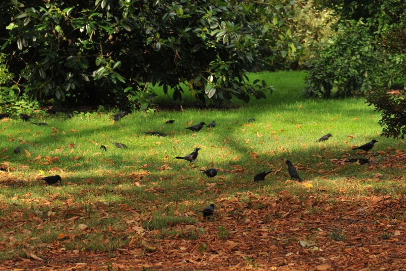 how to get rid of grackles​
