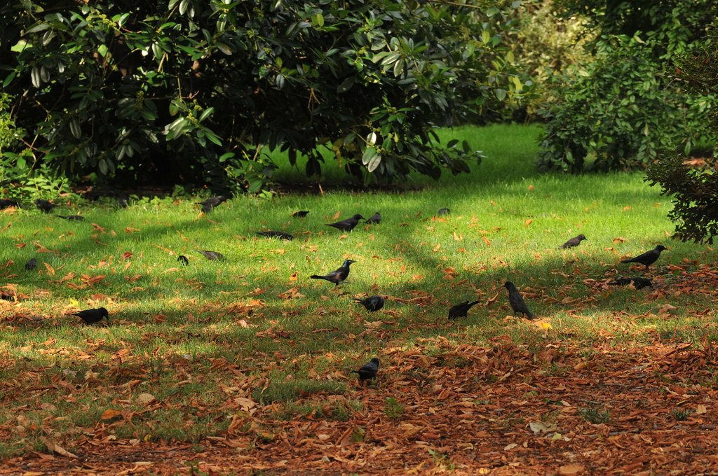 how to get rid of grackles​