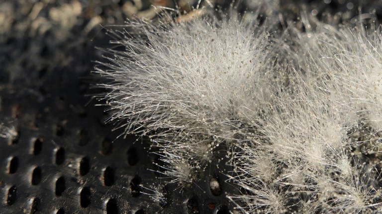 mold in bird feeder