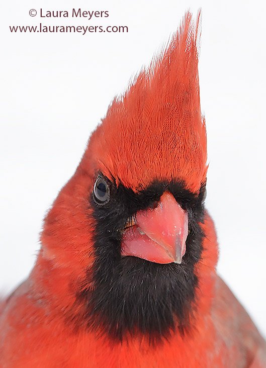 Northern Cardinal