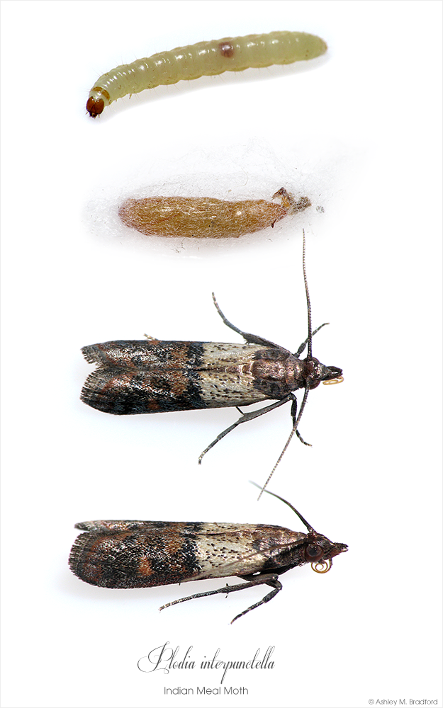 pantry pest infestation