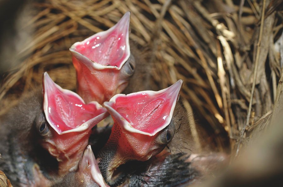protected active nests