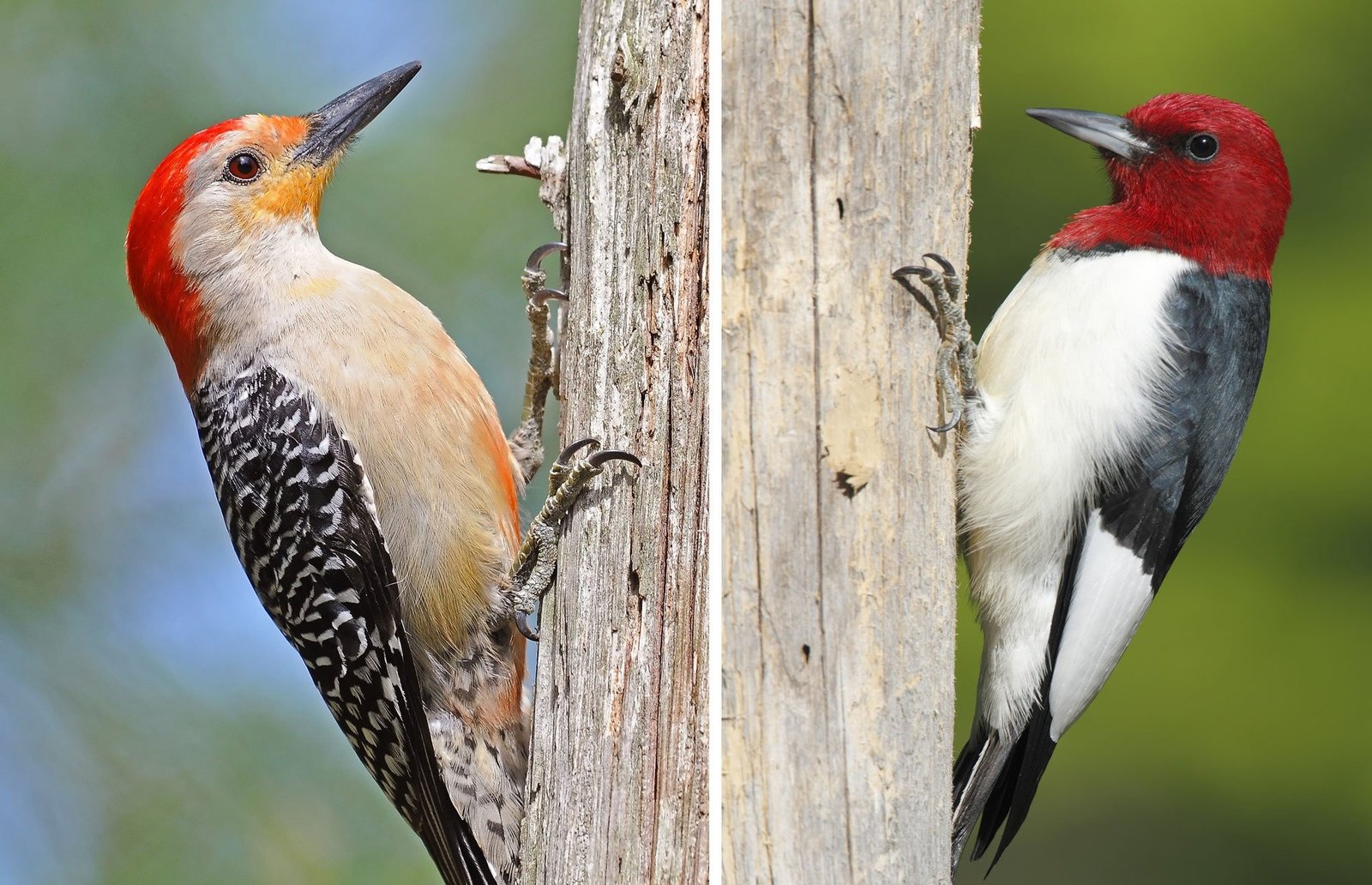 Red-headed Woodpecker vs. Red-bellied Woodpecker