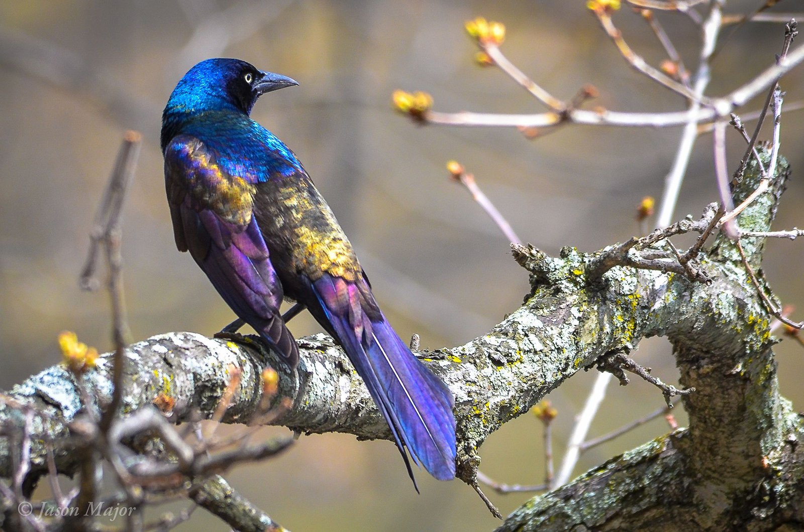 species identification