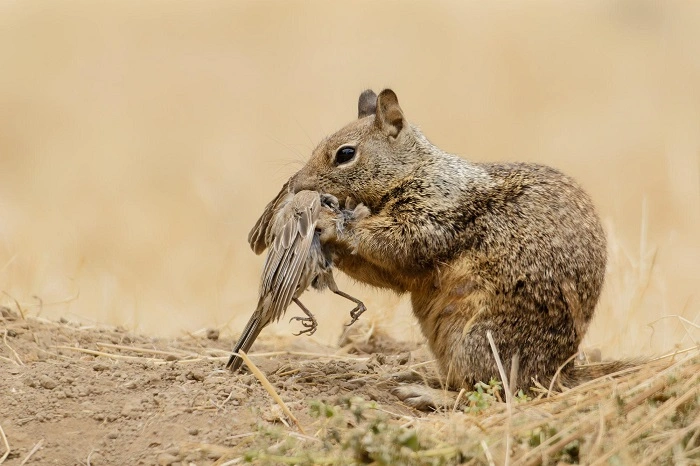squirrel nest predation