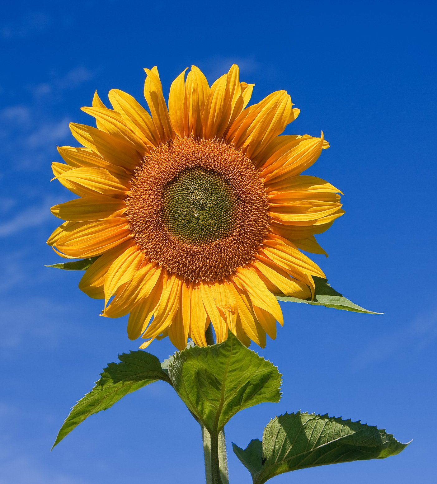 sunflower hearts
