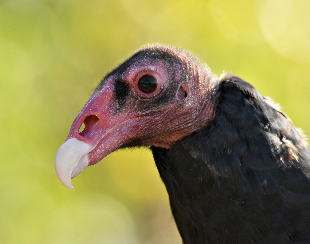 Turkey Vulture