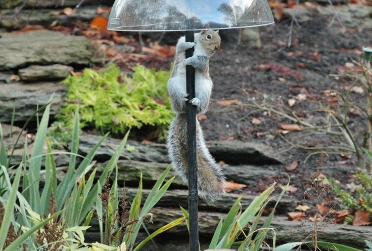 unsafe ant deterrent