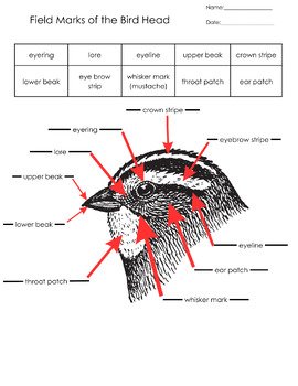 Visual field marks