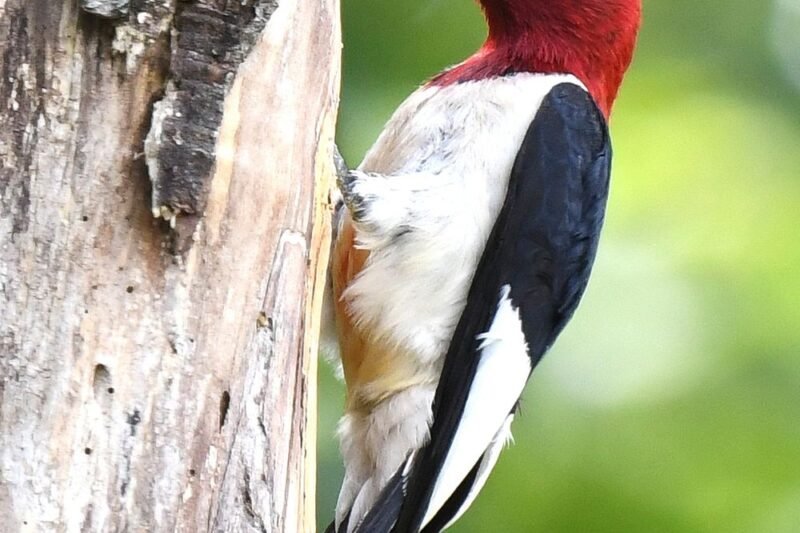 Birds with Red Heads: How to Identify Them