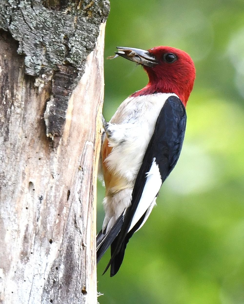 what bird has a red head